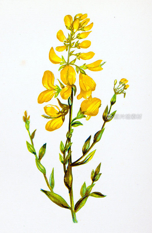 野花的古董植物学插图:戴尔的绿草，Genista Tinctoria